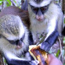 Feeding the monkeys mangos Feeding the monkeys mangos